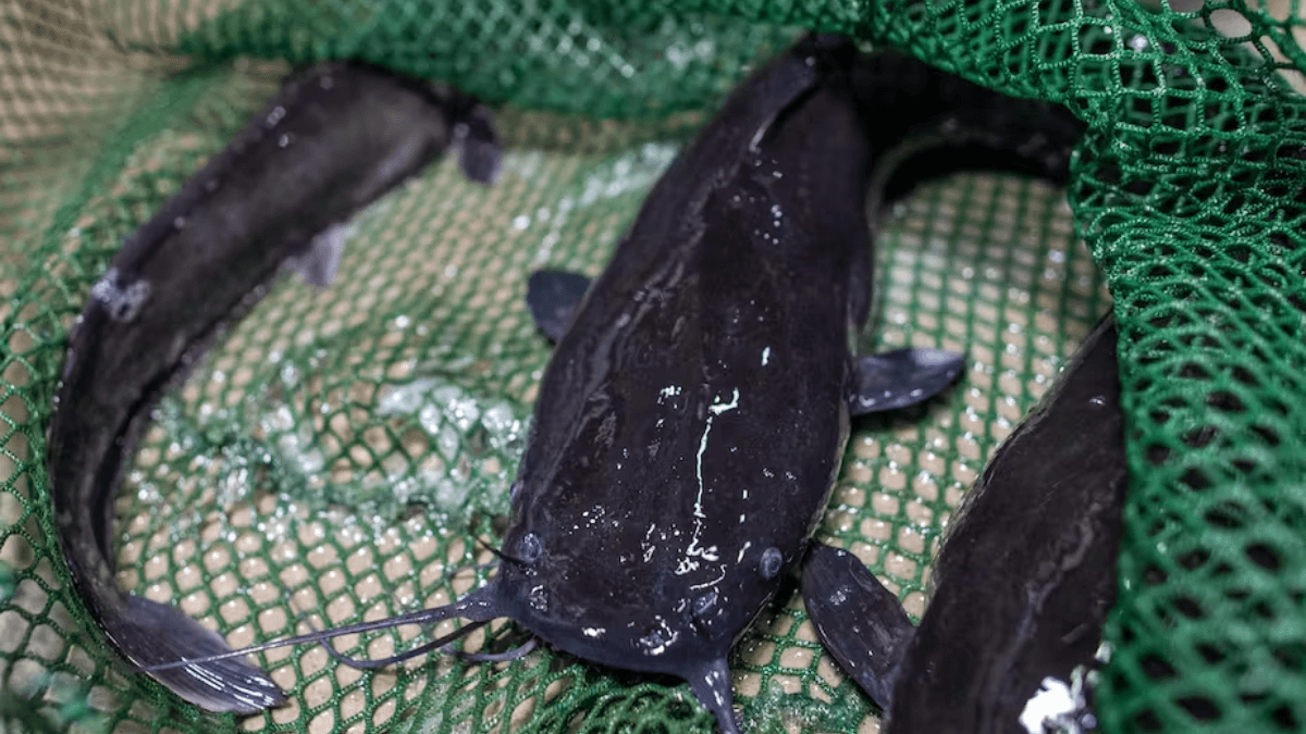 Nigerian Catfish Farmers Bemoan Increasing Inputs Costs, Update Prices