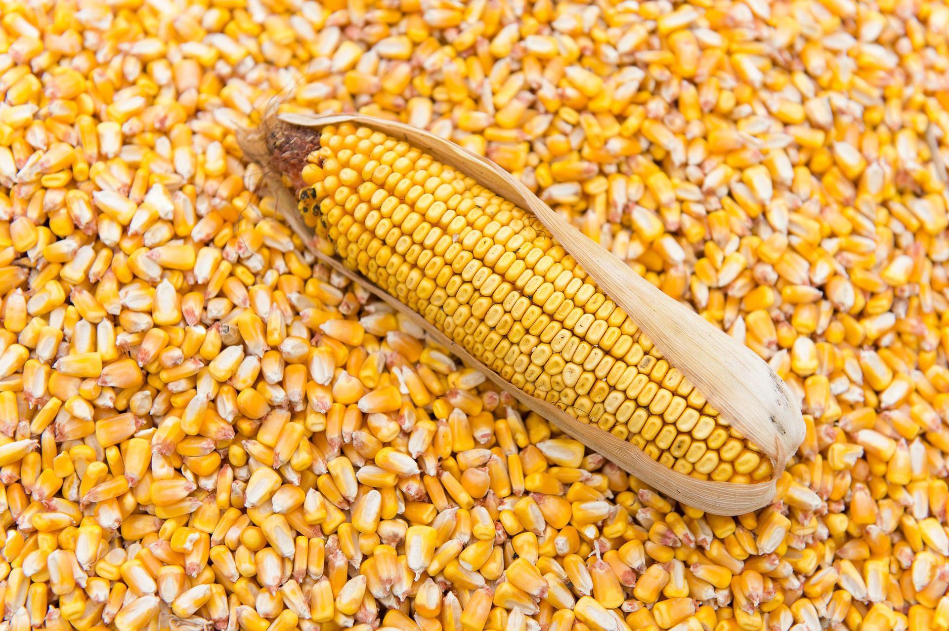 Insights On Maize Prices in Nigeria (August 2023 Update)