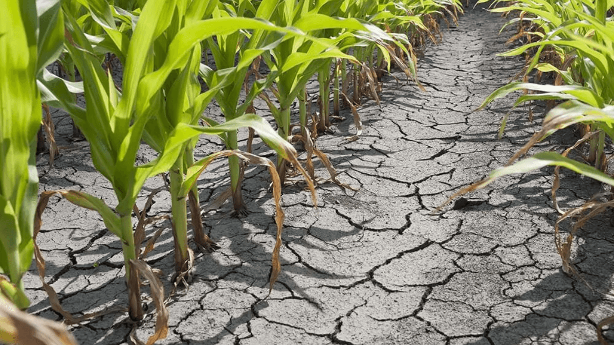 FAO: Efficient Agriculture Can Help Conserve Water