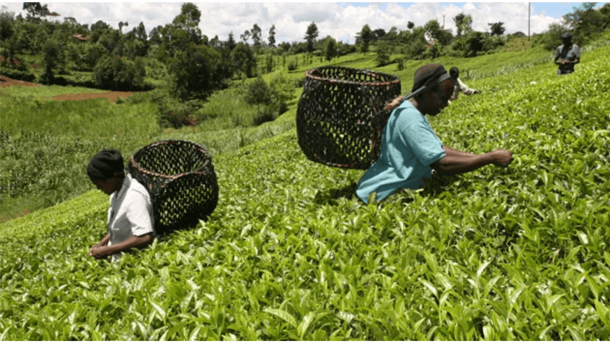 Kenya, USAID Train Legislative Authorities To Develop Agriculture-Friendly Policies