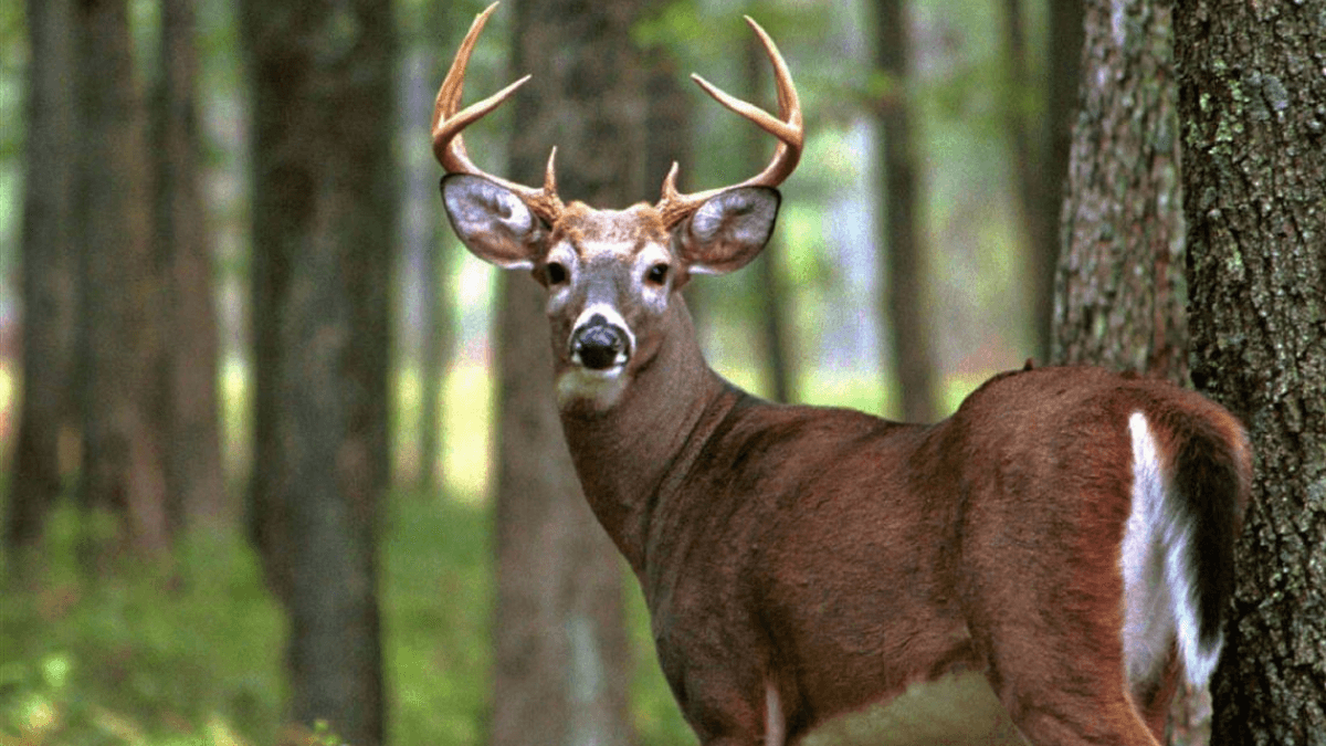 USDA To Run Archery Pilot Program To Control Pittsburgh Deer Population