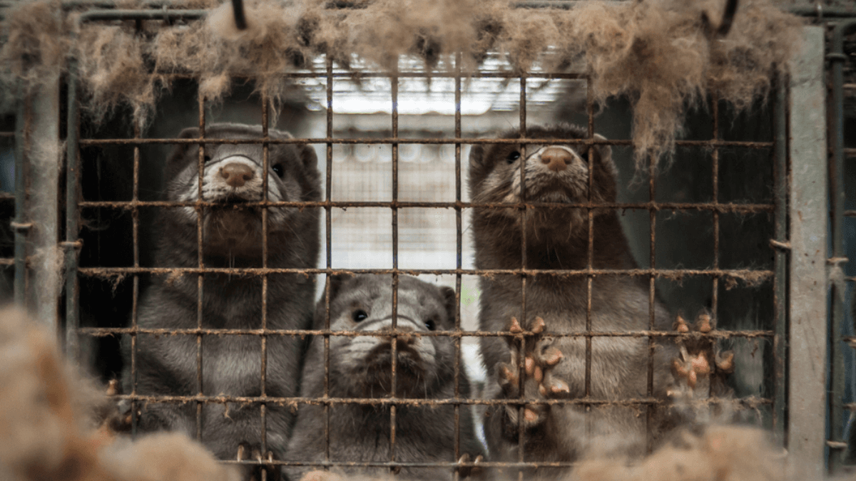 Finland Fur Farming Ban Petition Heads To Parliament For Debate After Receiving 50,000 Signatures