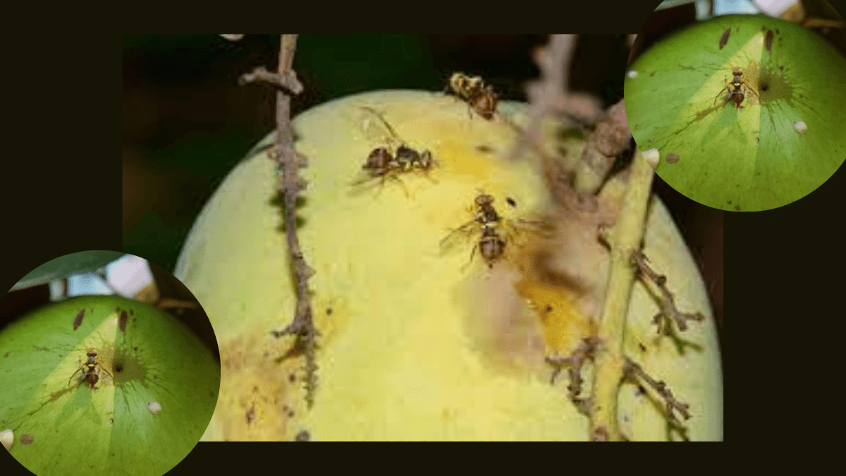 California Issues Quarantine For Backyard Grown Produce After Detecting Invasive Fruit Flies
