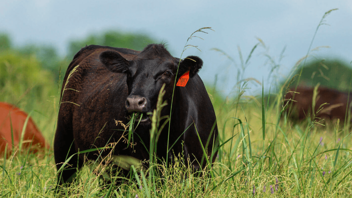 Reducing dry season effects on forage availability for livestock