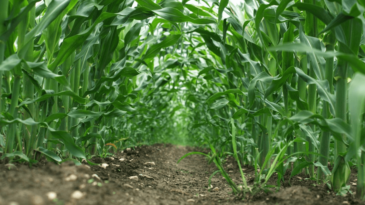 Nigerian Farmers In Gombe State Take Extreme Measures To Safeguard Crops From Theft