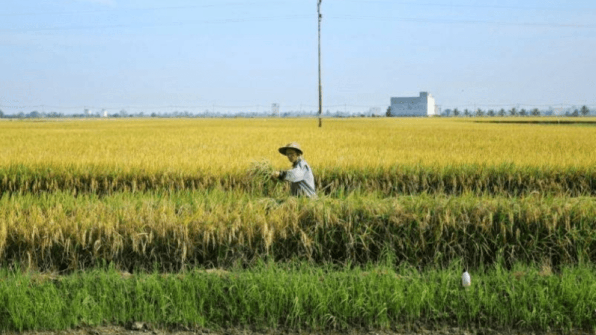 Malaysia Agriculture Industry Players Commit To Stable Local White Rice Supply