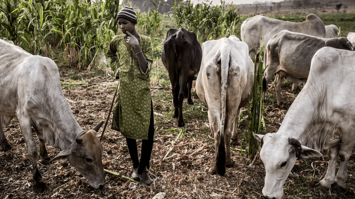 Yobe State Governor Warns Against Tresspassing Herders, Encourages Irrigation Farming