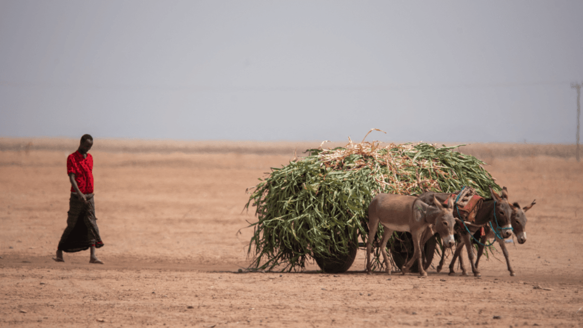 US, Norway Launch $70M Fund To Help African Agricultural Businesses