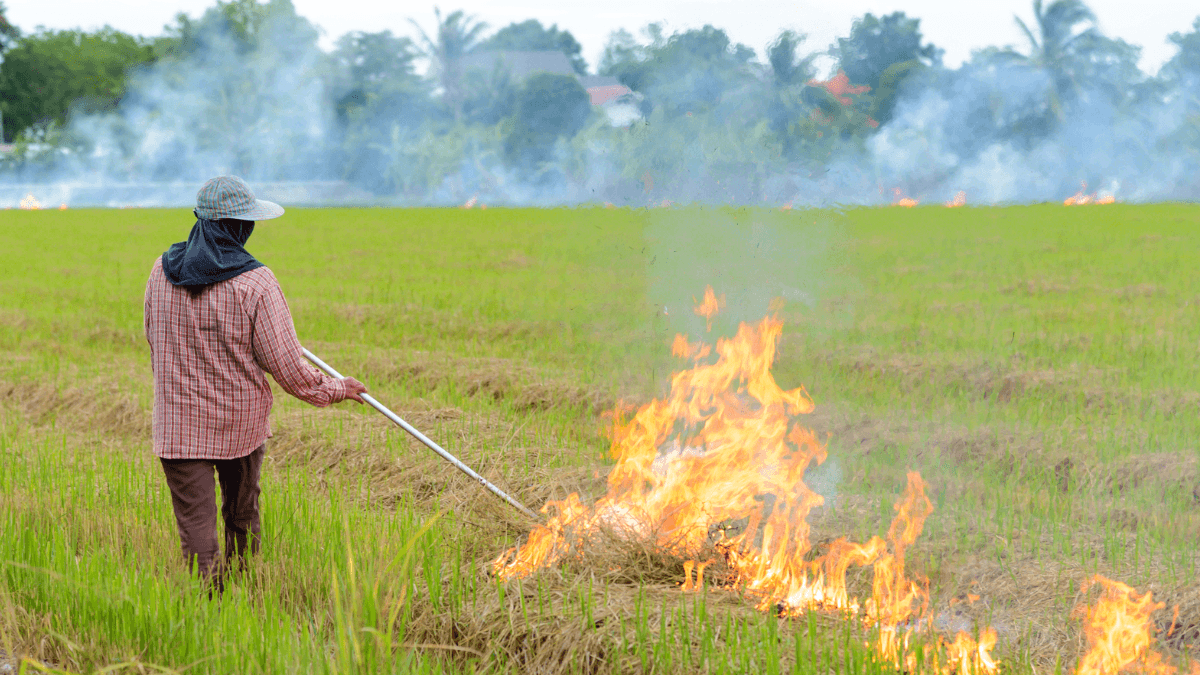 Thailand Urged To Ban Crop Burning To Improve Air Quality