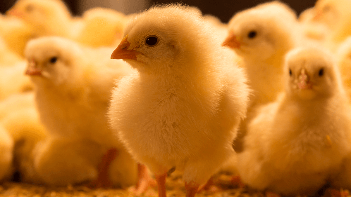 Sokoto State Distributes Farm Inputs To Over 1,000 Farmers