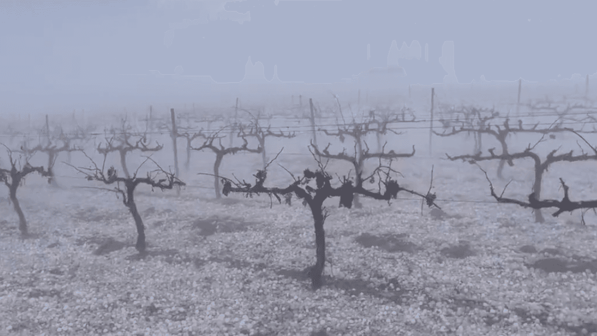 Hailstorm In Valencia, Spain, Destroys $43M Worth Of Crops
