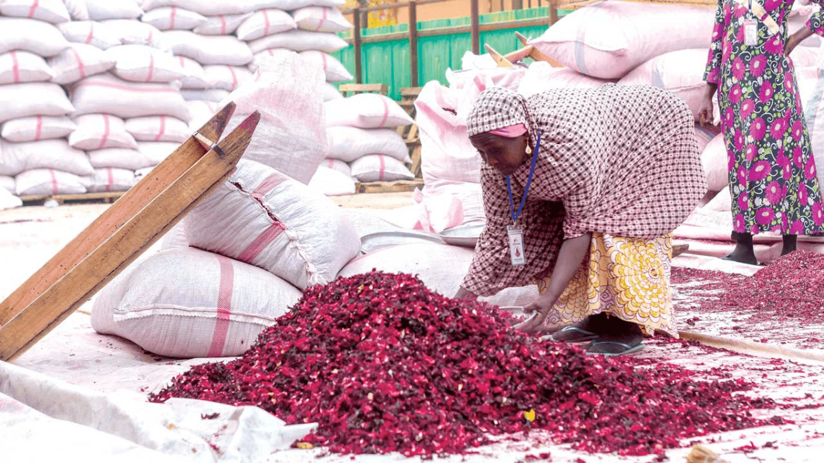 Hibiscus Farming Booms In Nigeria, With Potential Earnings Of â¦40B In 2023