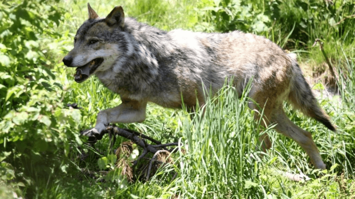 Belgian Farmers Decry Increasing Wolves Population's Danger To Livestock