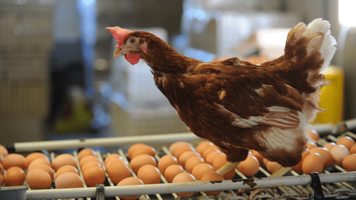 Ogun State Government To Support Poultry Farmers With Intervention Programmes