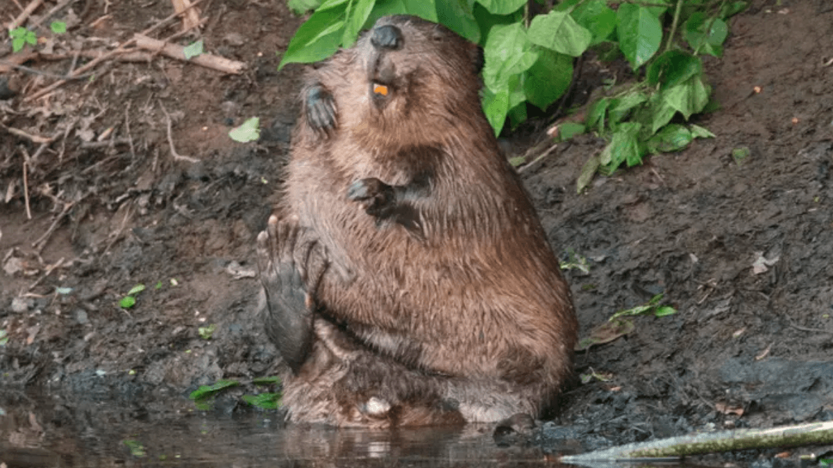 Scottish Farmers Warn Of Beavers Threat To Agricultural Land