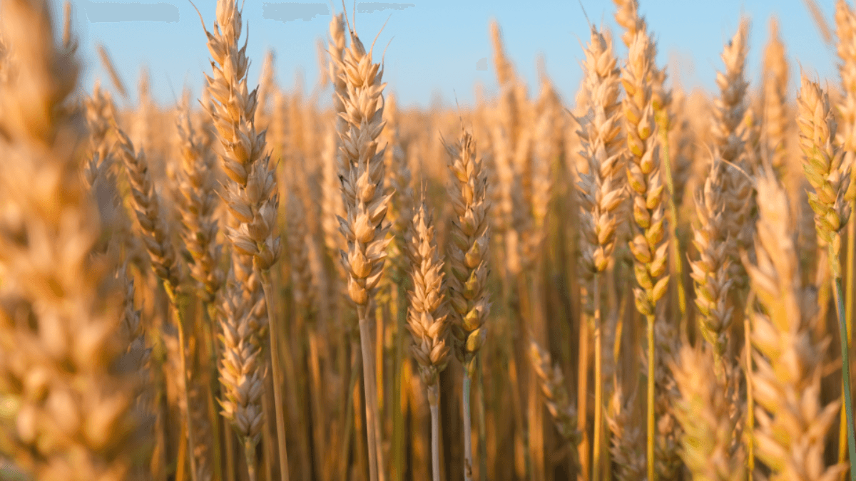 Nigeria Plans To Eliminate Wheat Imports In Four Years