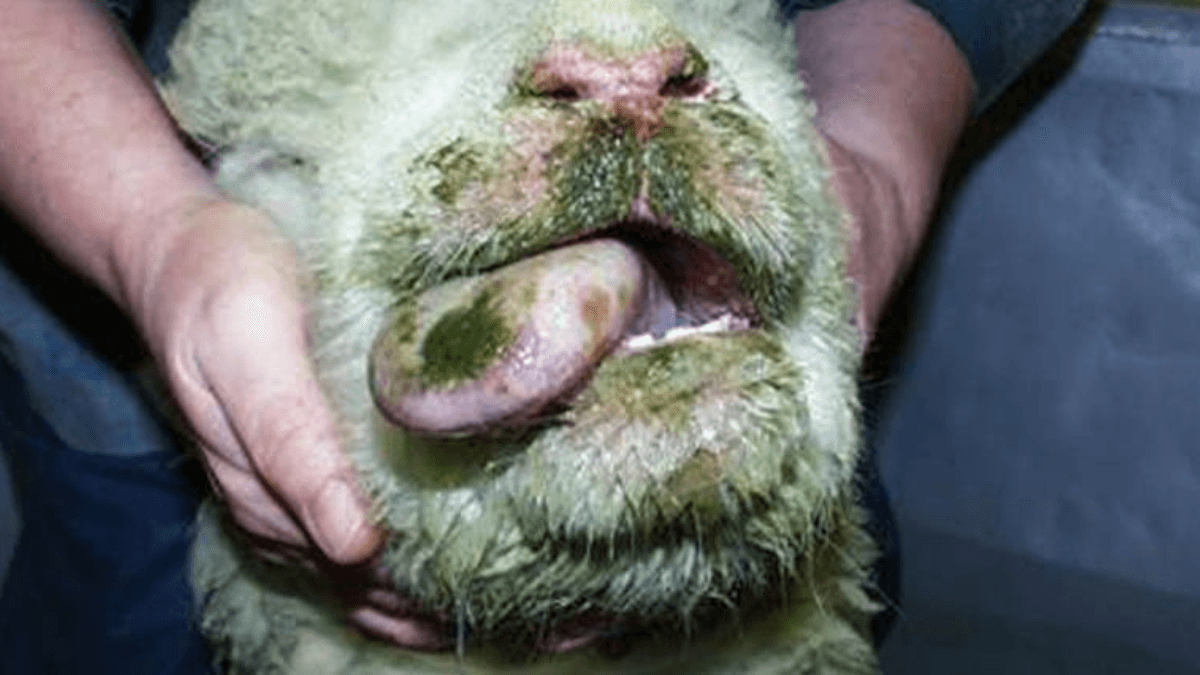 Irish Farmers Urged To Be Vigilant For Bluetongue Virus