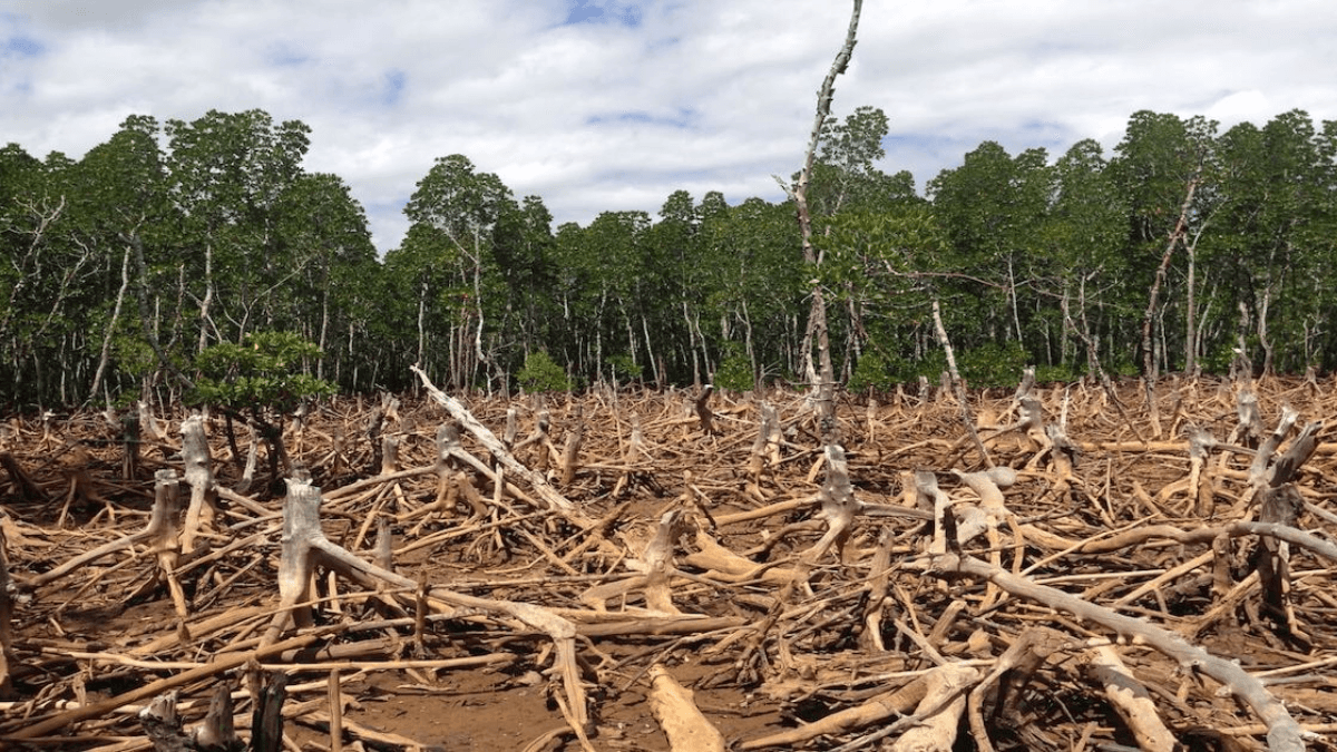 Food Industry Calls For More Time To Implement EU Deforestation Rules
