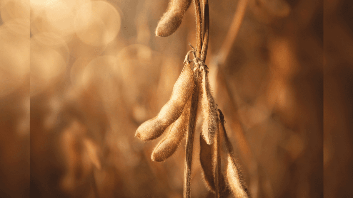 Brazilian Farmers Hold Back Soybean Forward Sales