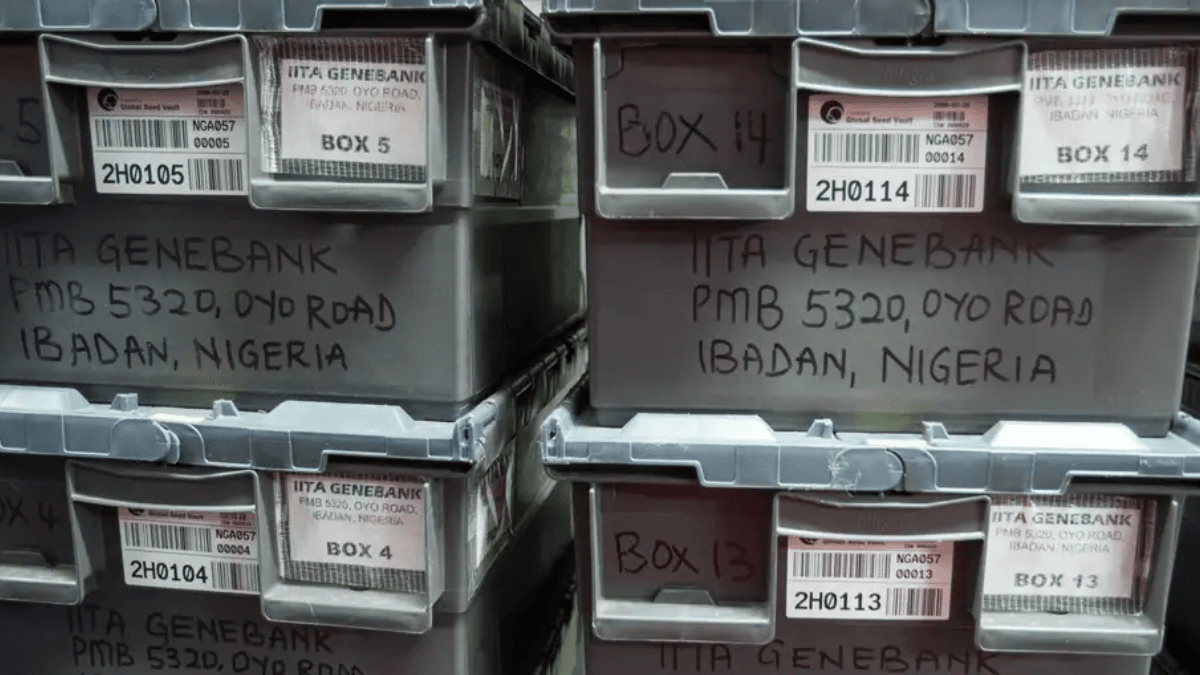 Norway's Seed Vault Receives Nigerian, Zambian Seeds