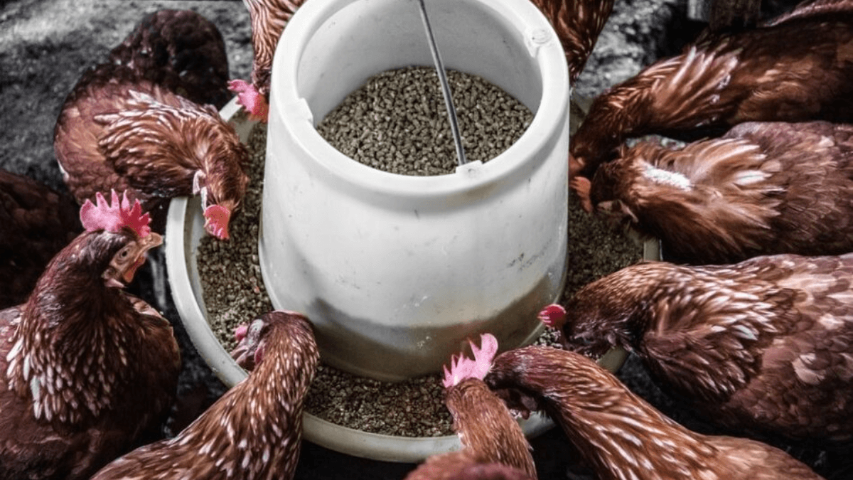 How high production costs steer Lagos poultry farmer to other livestock ventures