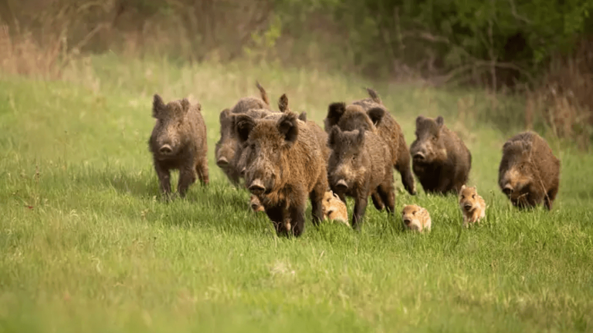 Feral Hog Invasion Threatens US Border As Canadian 'Super Pigs' Multiply