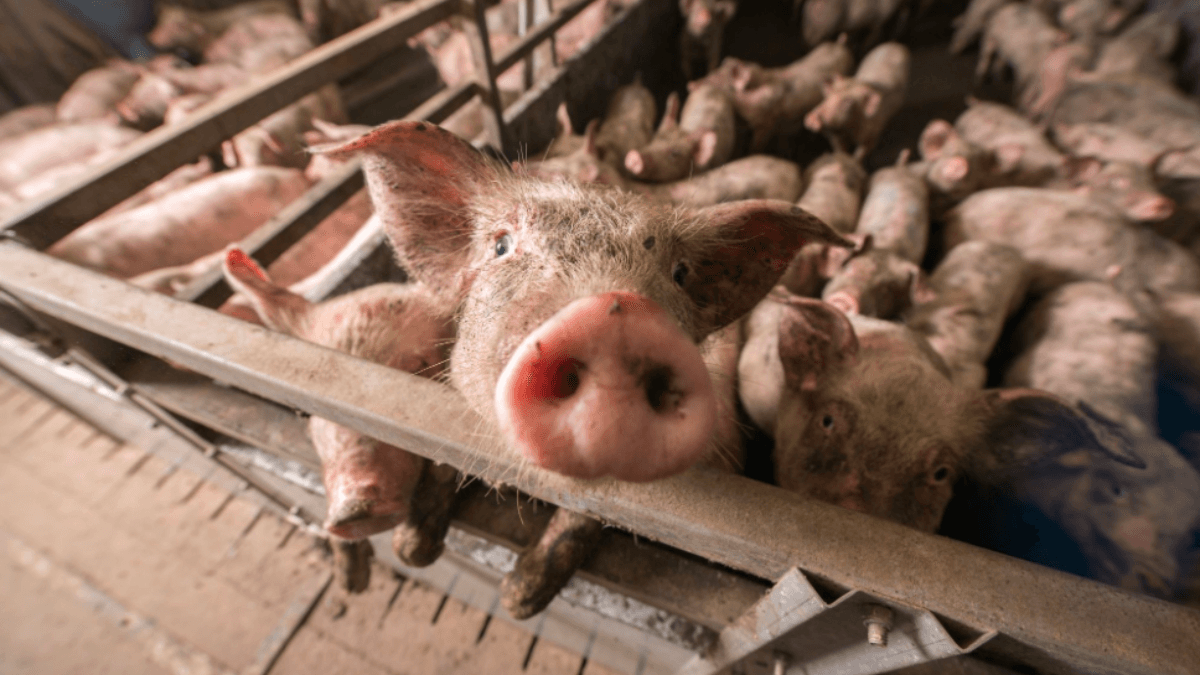 Animal Protection Charity Says Restricting Factory Farming Is Crucial To Mitigate Climate Change
