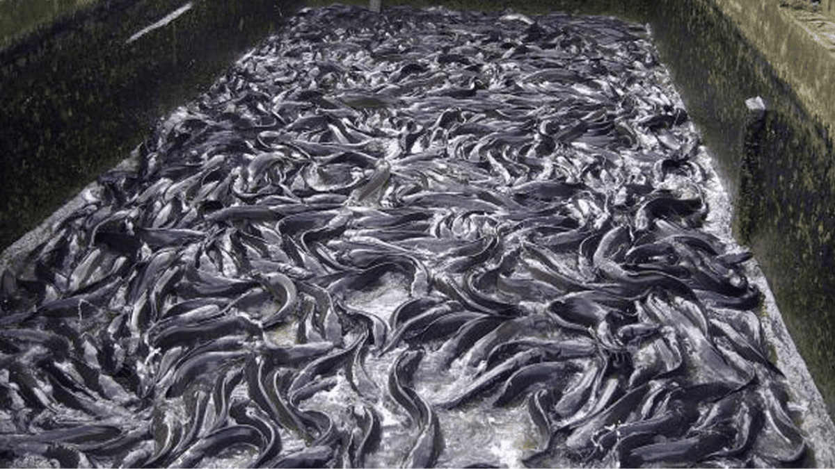 Top 5 Variable Costs Impacting Your Catfish Business Profitability