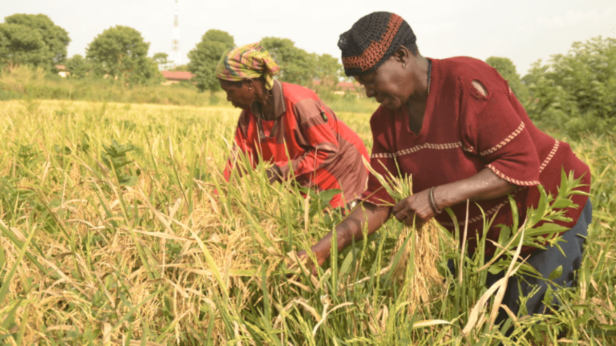 Nigeria To Prioritise Intervention Funds To Combat Food Inflation