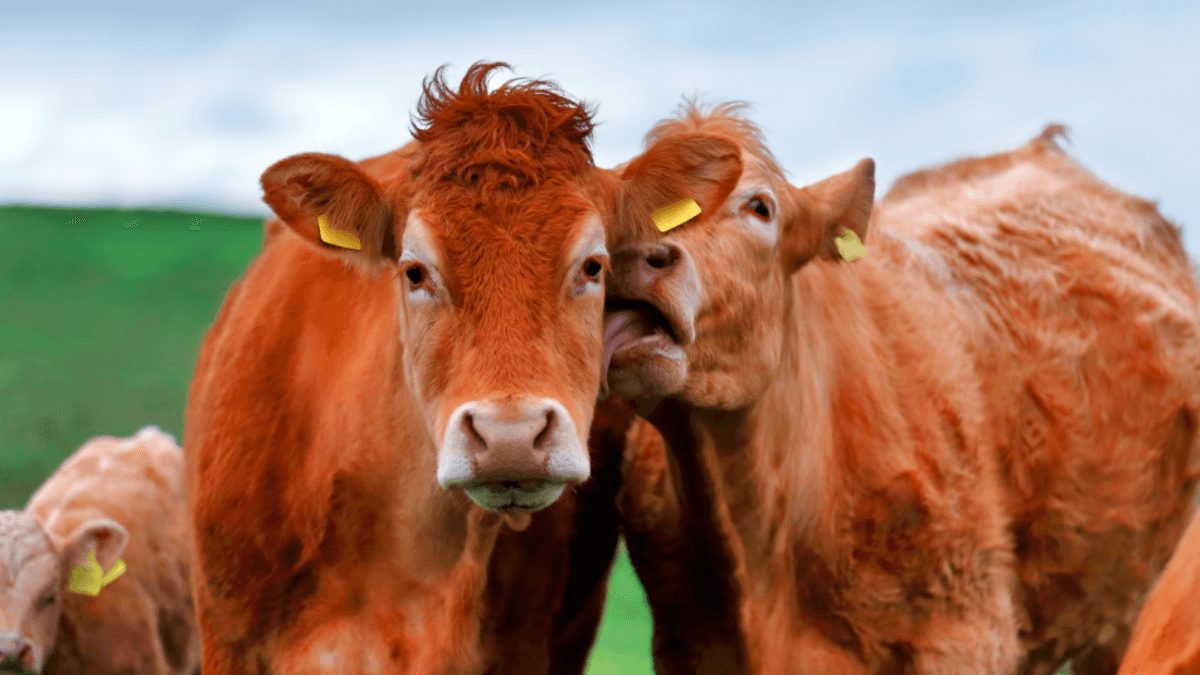 Bluetongue Outbreak: Government Expands Control Zone In Kent