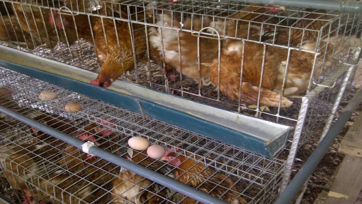 Over 50% Of Nigeria's Poultry Farms Shut Down In 2023