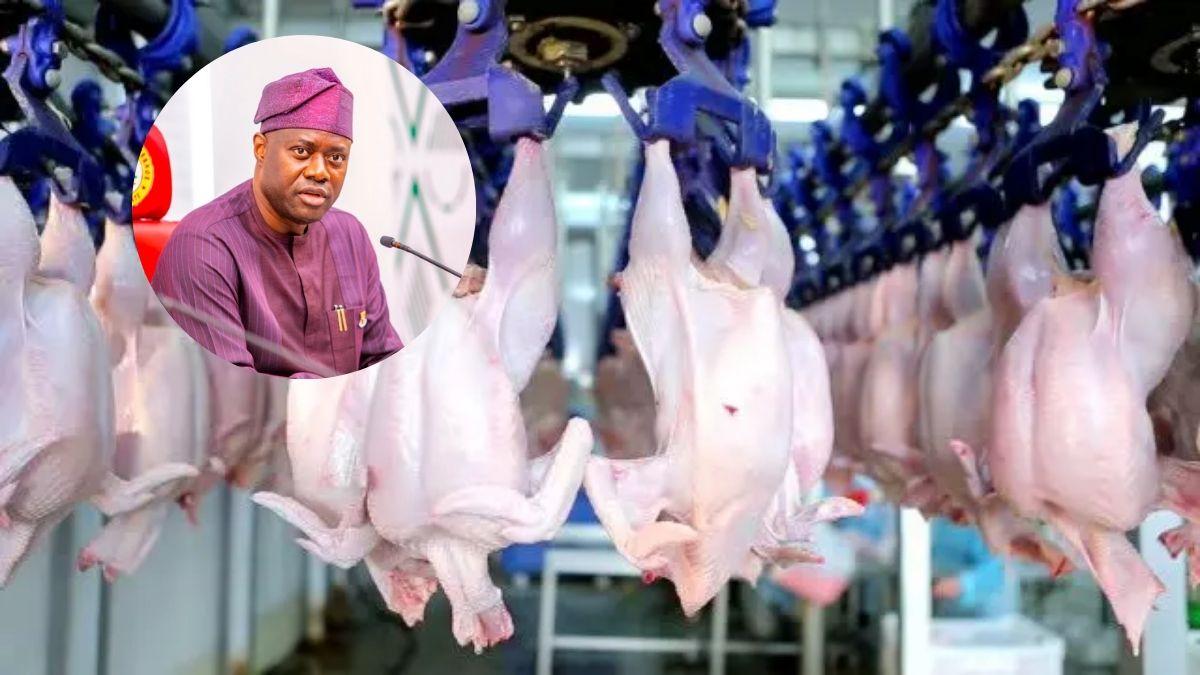 Oyo Poultry Farmers Protest New â¦5 Slaughter Levy, Appeal To Governor Makinde For Relief