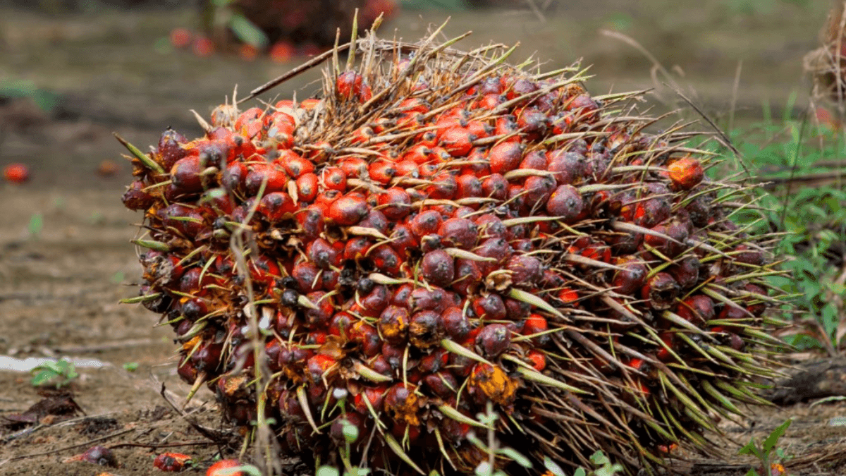 Nigeria Urged To Establish National Oil Palm Development Council
