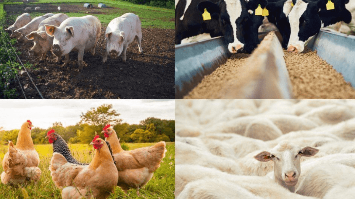 EU Allocates â¬600 Million To Agroecology And Animal Health