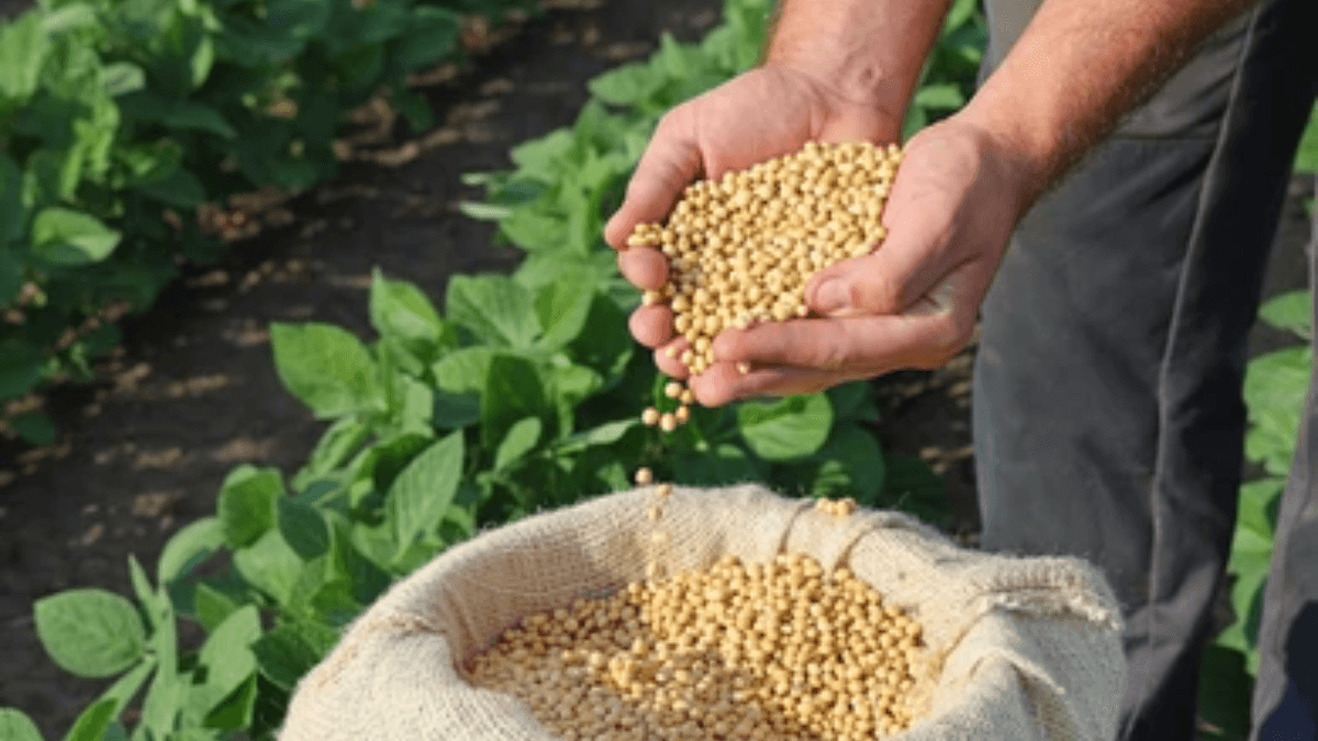 Brazilian Farmers Shift Towards Biopesticides