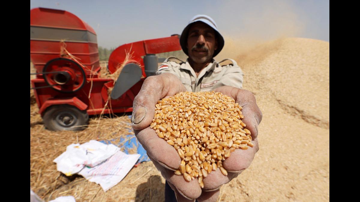 Egyptian Government Considers Raising Wheat Procurement Price, Reviews Foreign Currency Measures