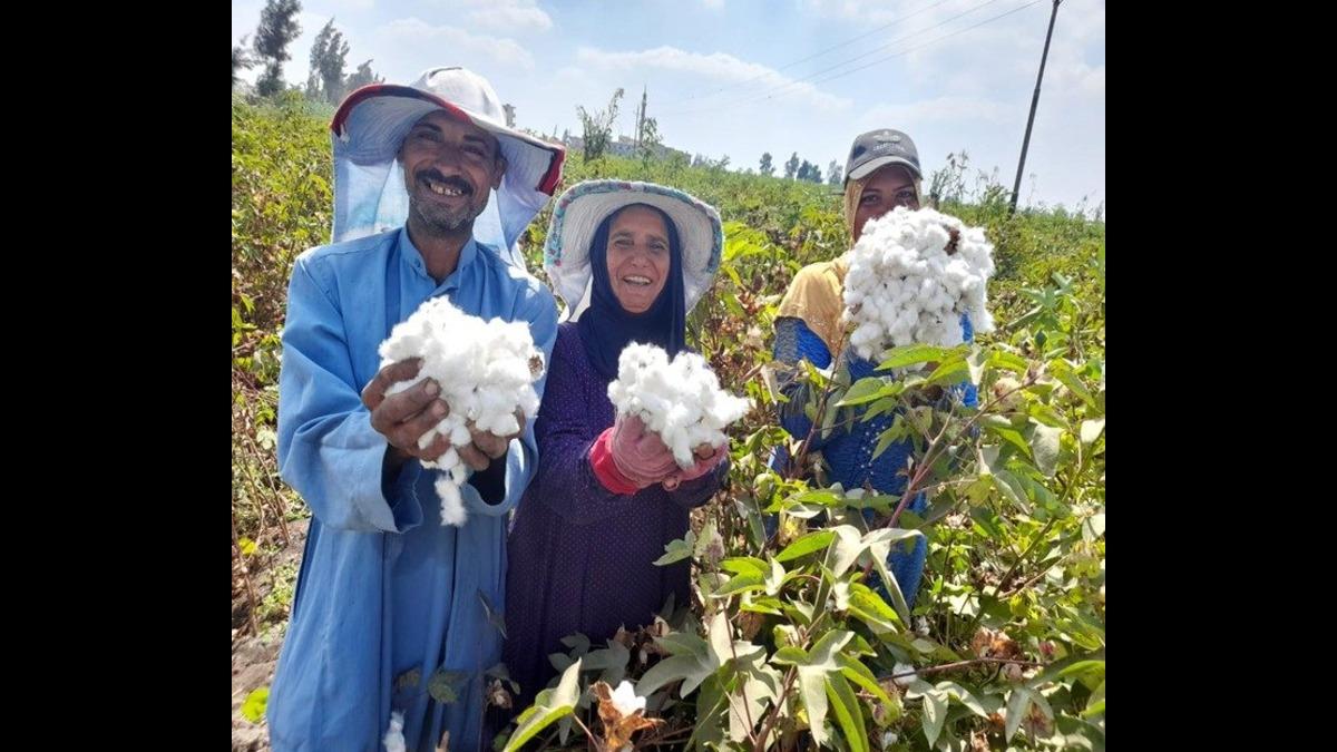 Egypt Announces Fixed Cotton Prices For 2024/2025 Season