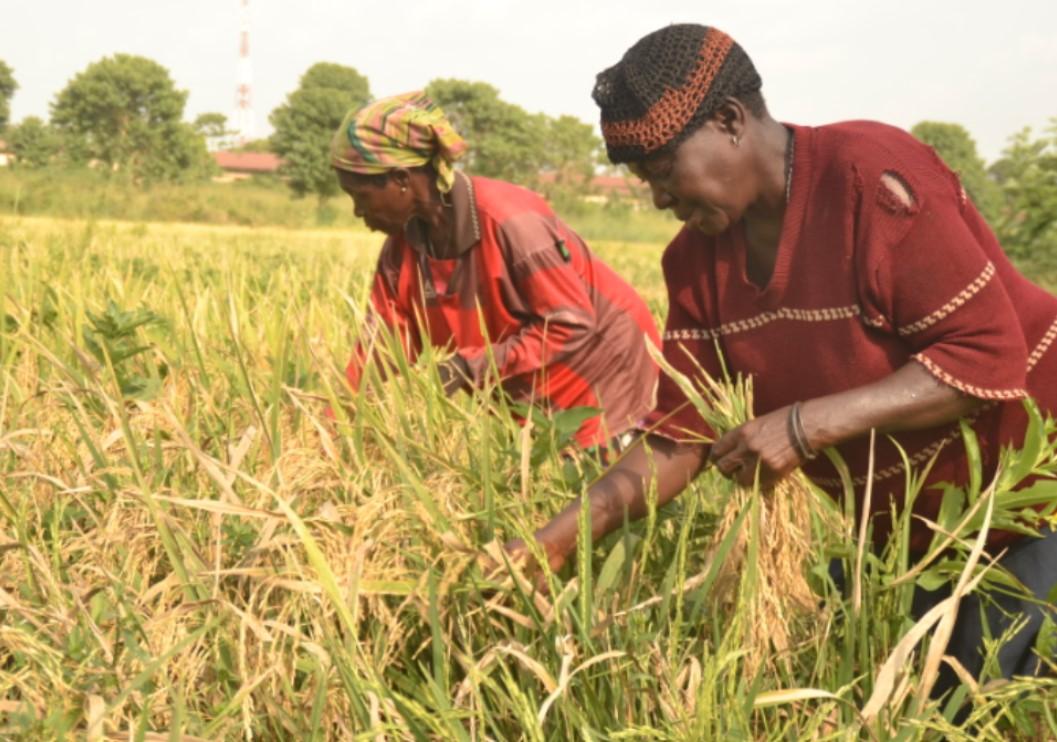 FG Counts On 8 States To Achieve Food Security