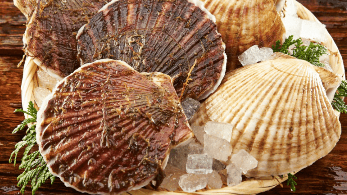 Japan's Hokkaido Scallop Exports Surge 150%