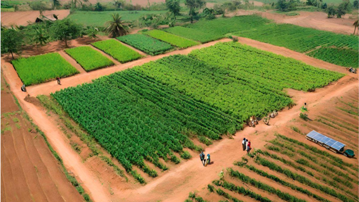 Pressure Group Applauds Tinubu's 500,000 Hectare Farming Plan To Beat Food Inflation