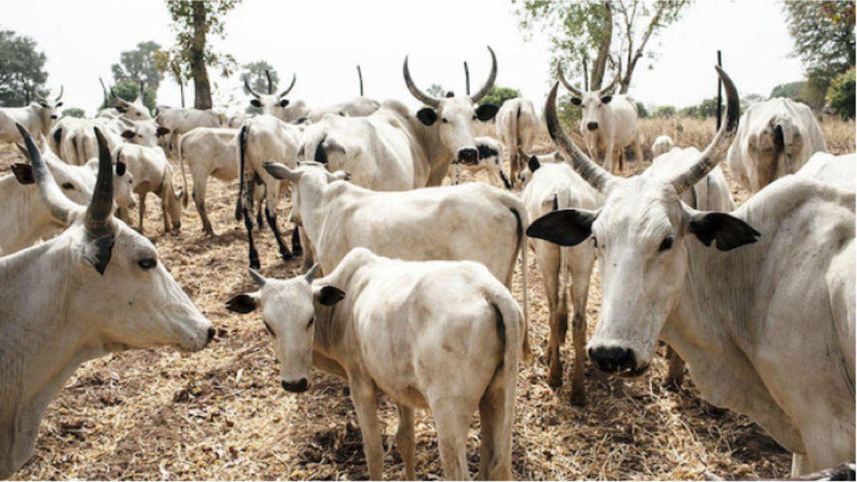 Nigerian Animal Health Workers Call For Government Support To Reinvigorate Livestock Industry