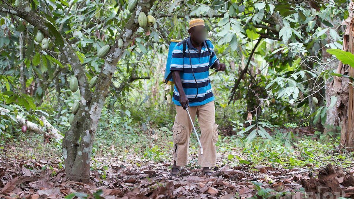 Ghana's Cocoa Board Rejects Claims Of Neglecting Sprayers' Health, Cites Checkups