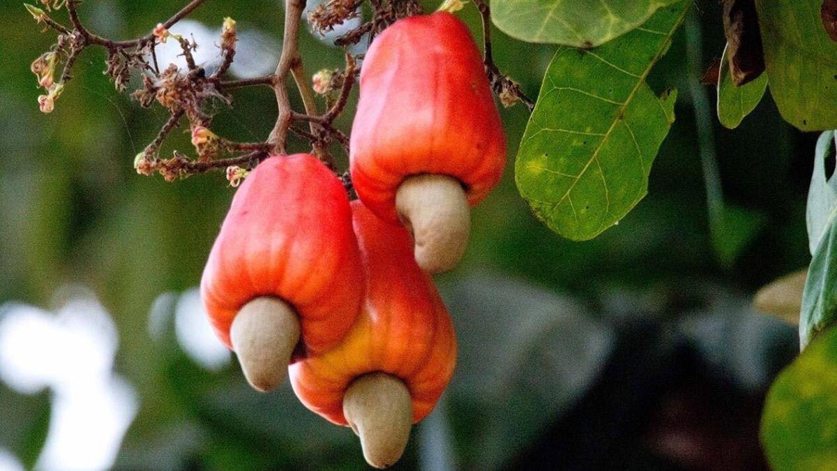Kogi Cashew Farmers Cry Foul Over Alleged Multiple Taxation, Harassment, Urge Govt. Intervention