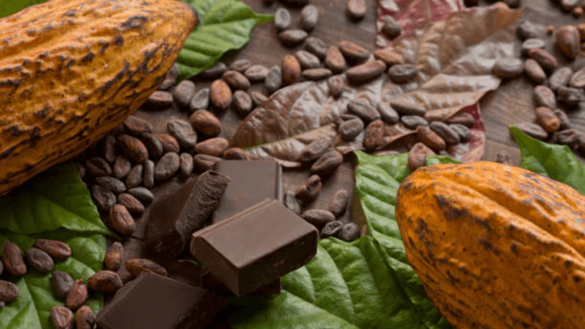 Nigerian Farmers Revive Cocoa Plantations As Exports Surge 304%, Prices Hit ₦12M Per Ton
