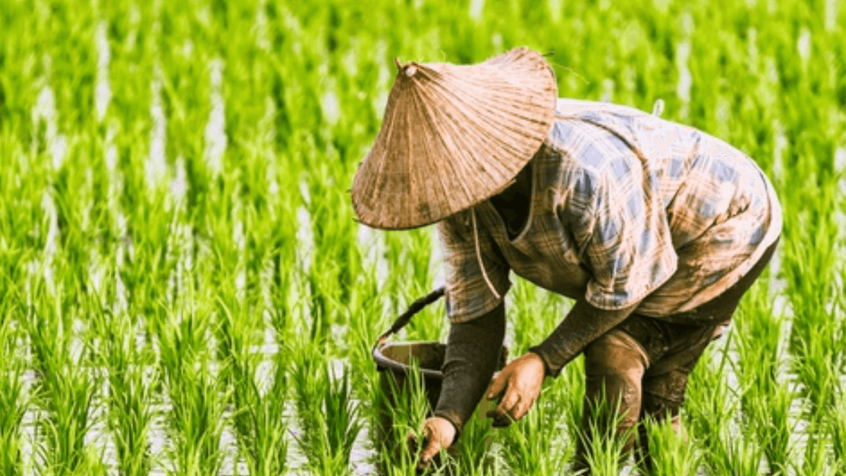 China's Agricultural Bank Disbursed 2.78 Trillion Yuan To Farmers In 2023