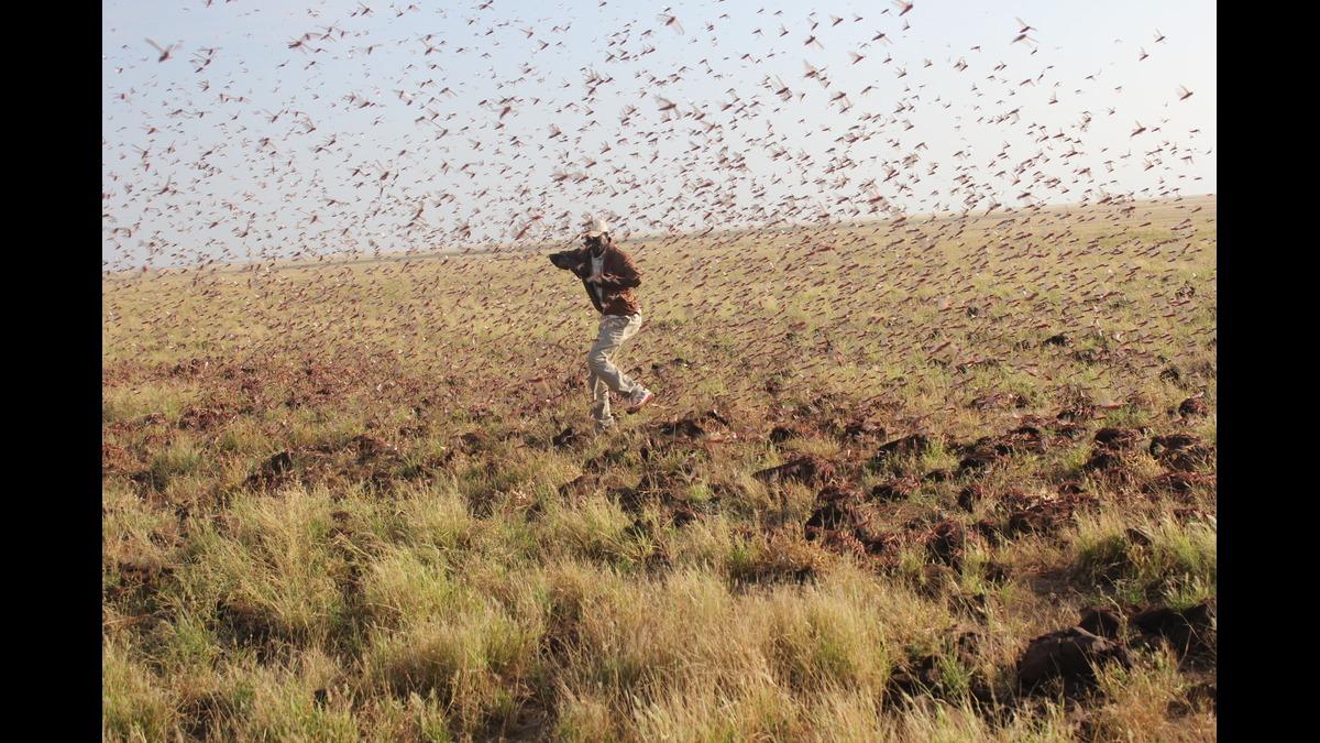 Egypt Battles Locust Infestation Spilling Over From Sudan