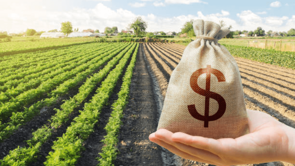 How To Apply For Canadian Canola Growers Association 2024 $1 Million Cash Advance