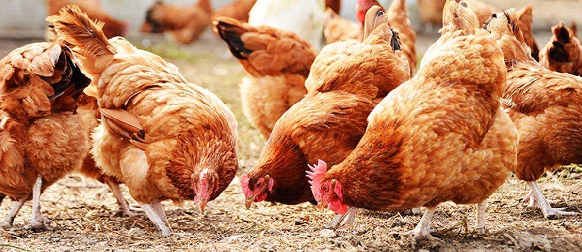 Lagos Empowers 50 Residents With Poultry Boost Of 1000 Noiler Birds