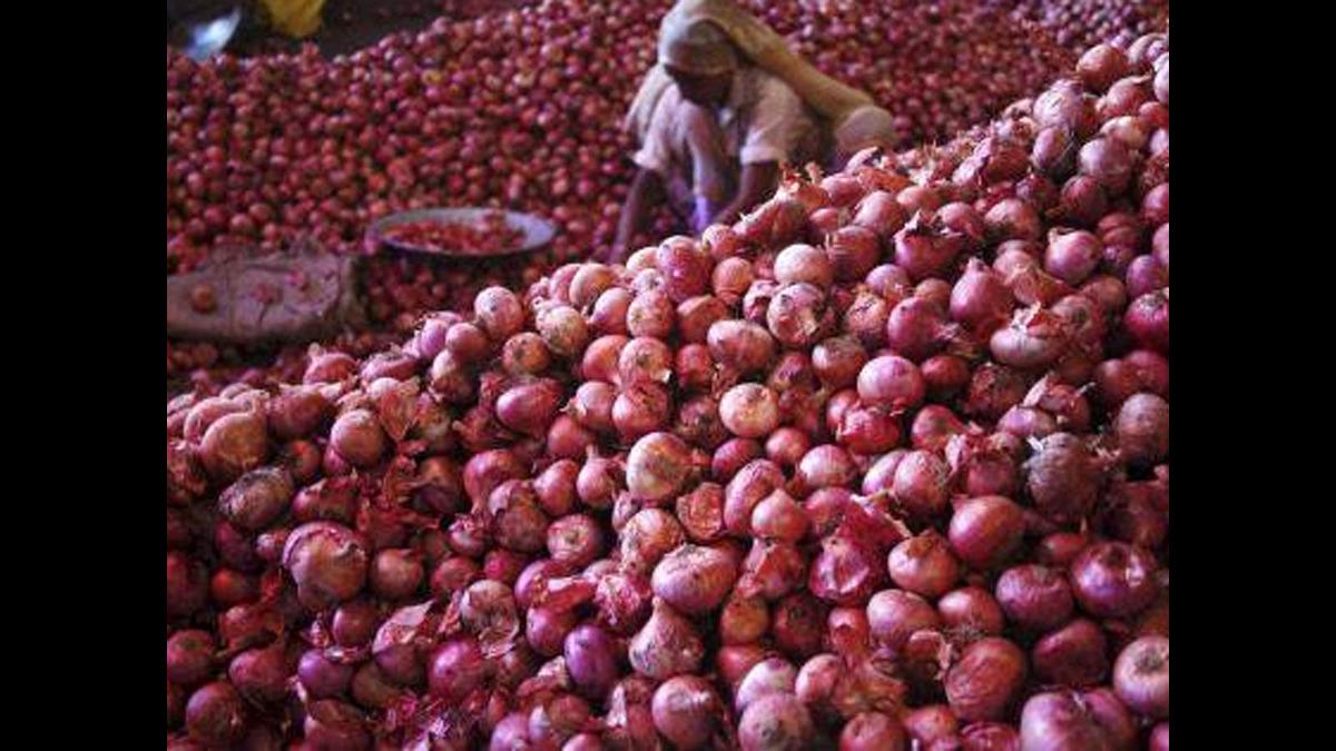 Onion Prices Plummet In Kano As Abundant Harvest Reaches Markets