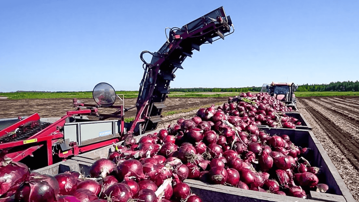 Onion Prices Plummet In Kazakhstan As Farmers Decry Glut